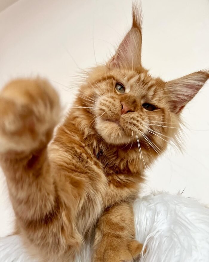 Bowie - Male Orange Maine Coon Kitten For Sale
