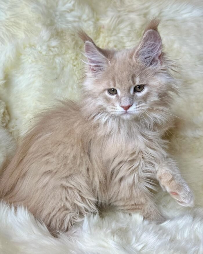 Bowie - Male Orange Maine Coon Kitten For Sale