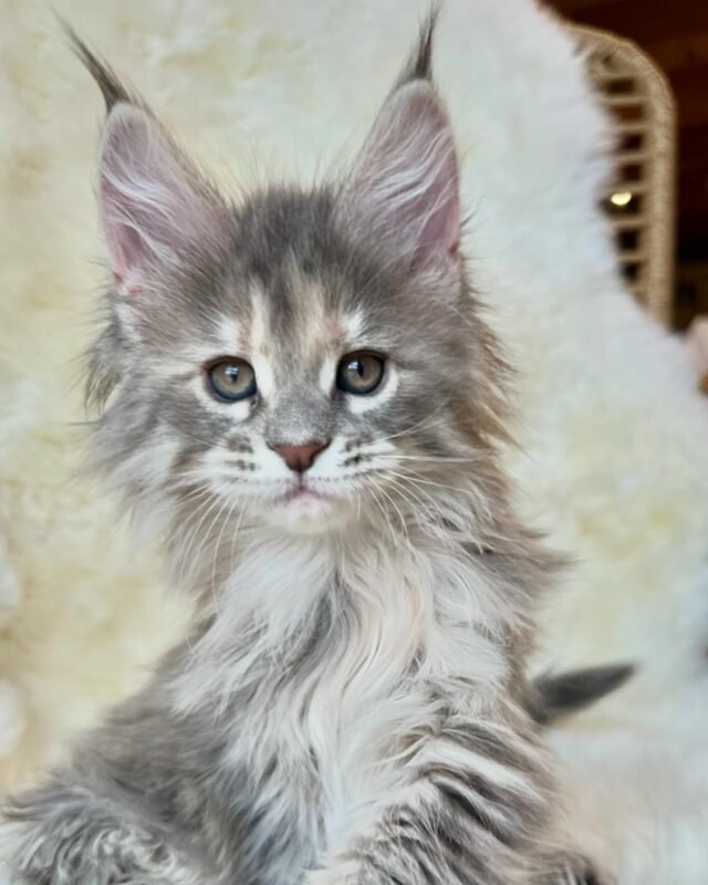 Indie Maine Coon For Sale - Female