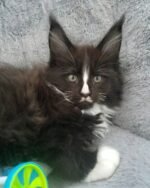 Simpson - male Black Maine Coon Kitten For Sale