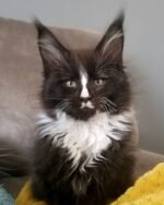 Simpson - Male Black Maine Coon Kitten For Sale