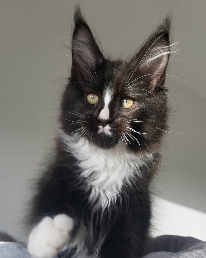Simpson - Male Black Maine Coon Kitten For Sale