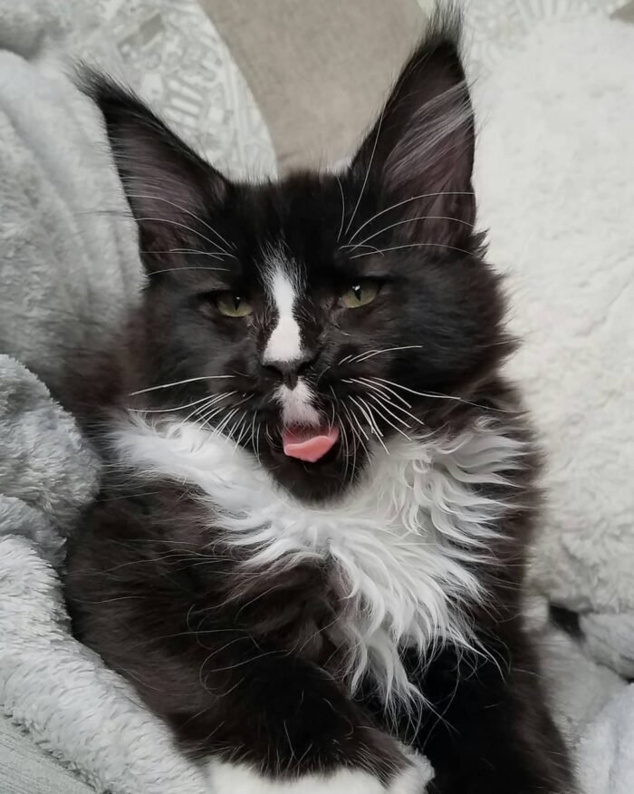 Simpson - Male Black Maine Coon Kitten For Sale